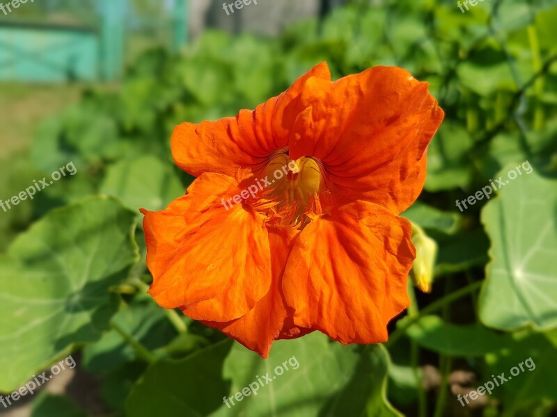 Nasturtium Flowers Summer Free Photos