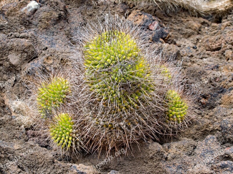 Jardin De Cactus Cactus Lanzarote Spain Africa Attractions