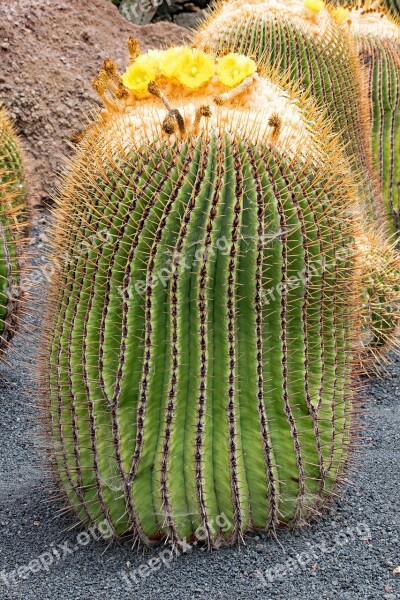 Jardin De Cactus Cactus Lanzarote Spain Africa Attractions