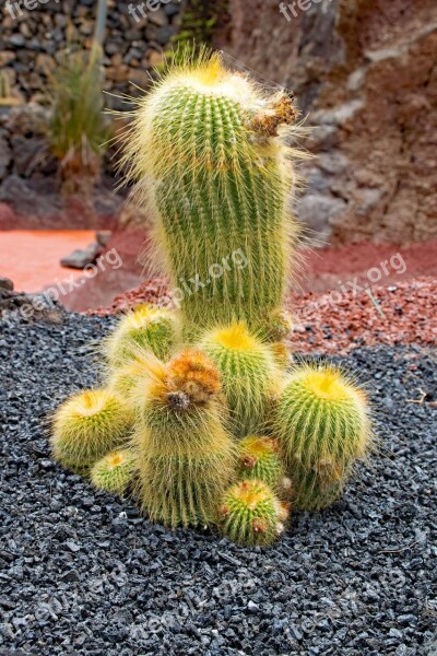 Jardin De Cactus Cactus Lanzarote Spain Africa Attractions