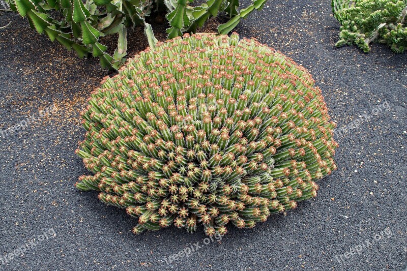 Jardin De Cactus Cactus Lanzarote Spain Africa Attractions