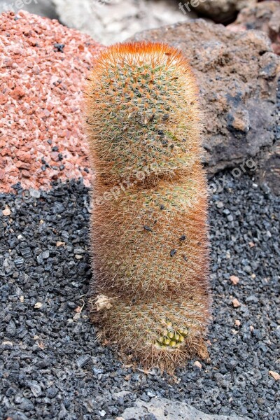 Jardin De Cactus Cactus Lanzarote Spain Africa Attractions