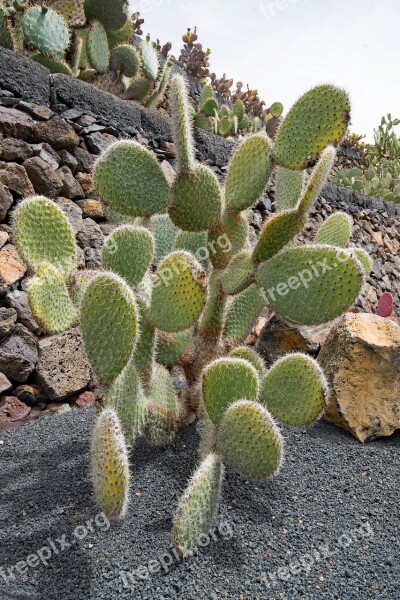 Jardin De Cactus Cactus Lanzarote Spain Africa Attractions