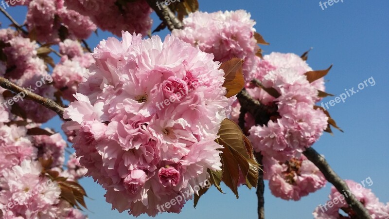 Spring Flowers Cherry Flowers Bright Pink