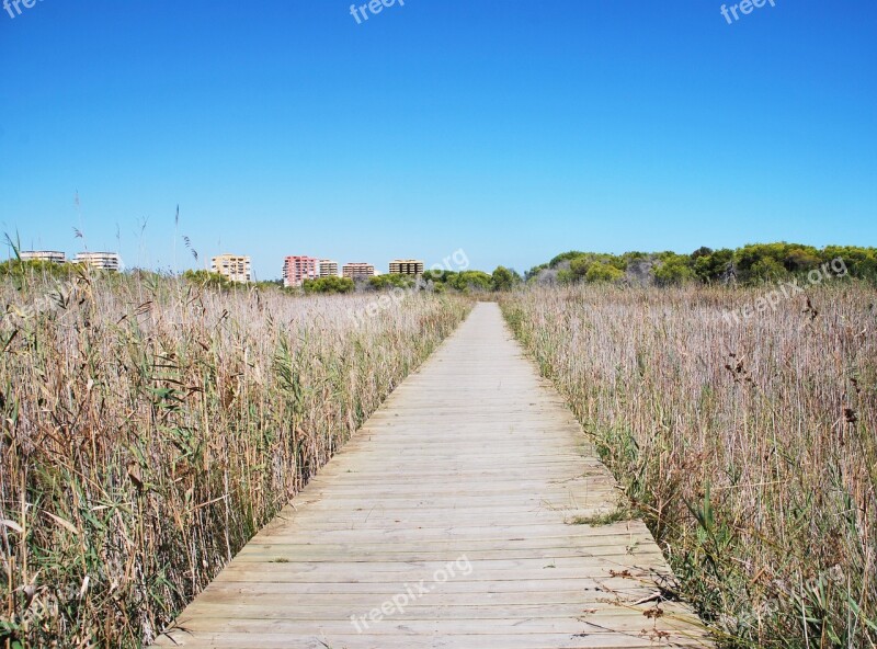 Road Vanishing Point Wood Field Path