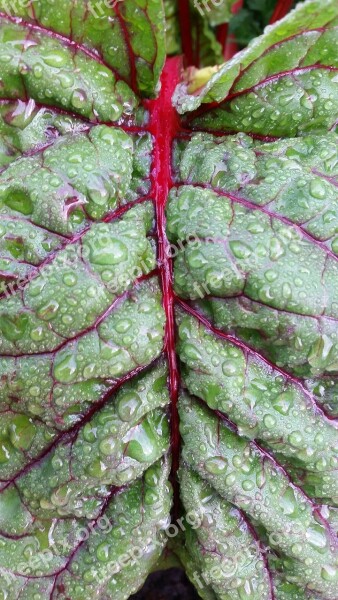 Silverbeet Vegetable Garden Food Fresh