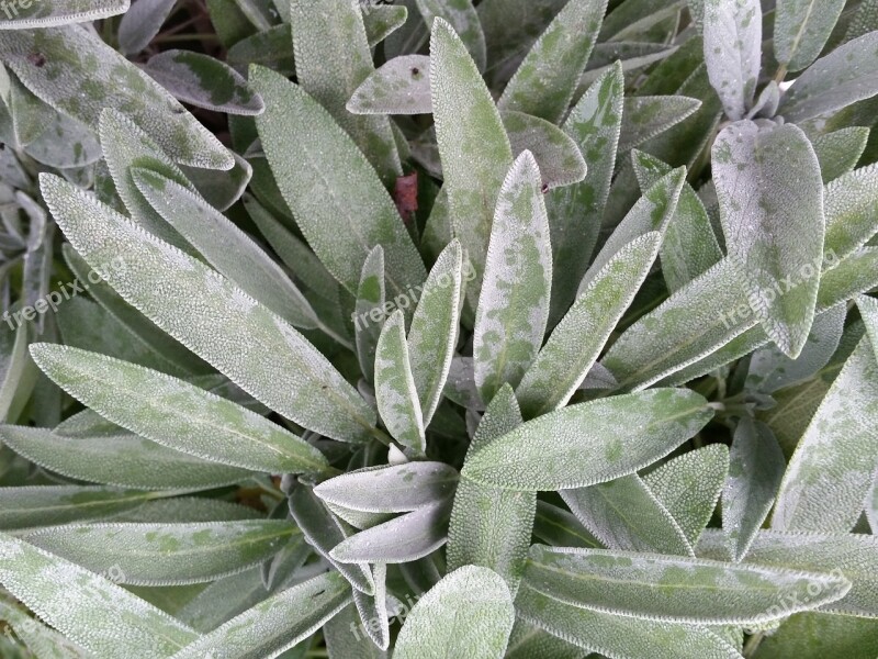 Sage Herb Herbal Leaf Healthy