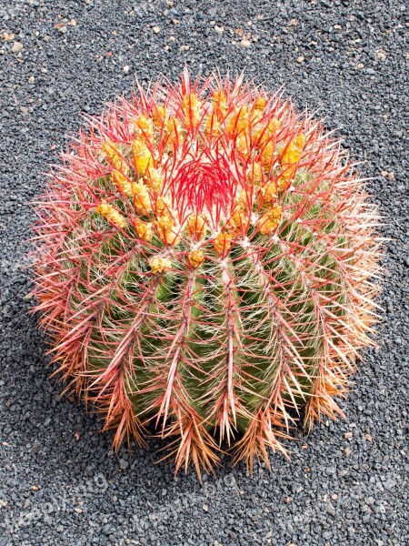 Jardin De Cactus Cactus Lanzarote Spain Africa Attractions