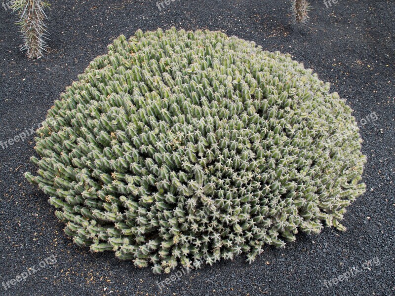 Jardin De Cactus Cactus Lanzarote Spain Africa Attractions