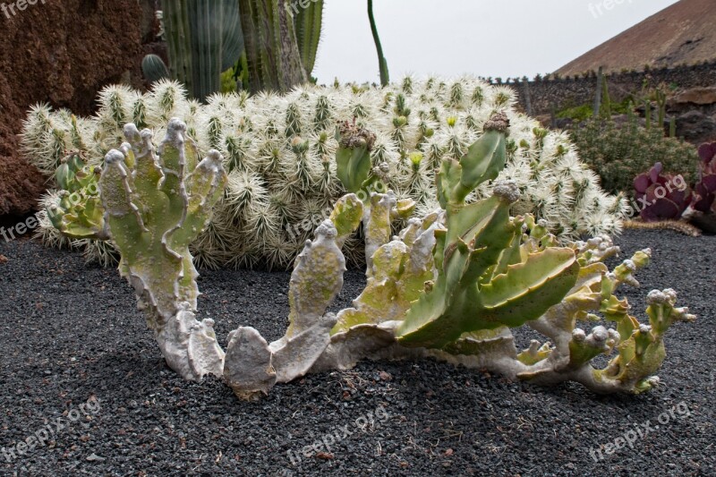 Jardin De Cactus Cactus Lanzarote Spain Africa Attractions