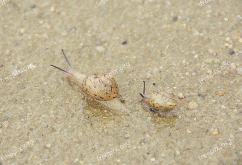 Snail Mollusc Non Slow Nature