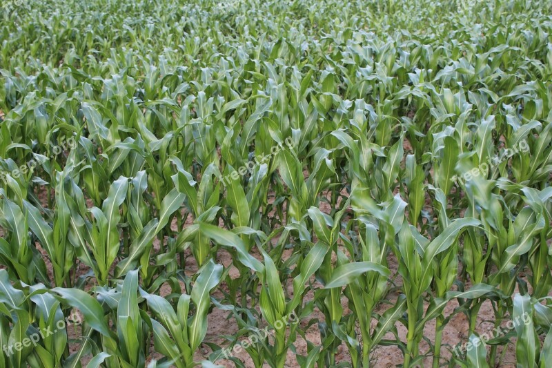 Field Corn A Field Of Corn Field Crops Free Photos