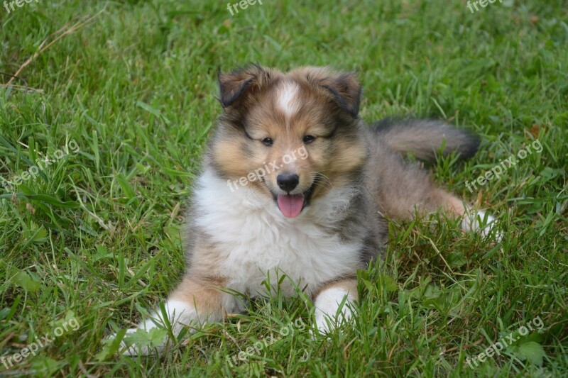 Bitch Dog Female Mini-collie Herding Dog