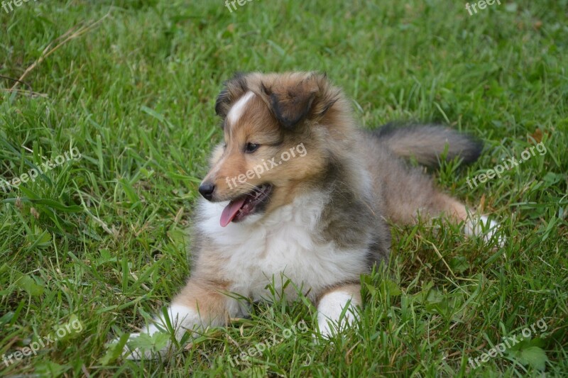 Bitch Dog Female Mini-collie Herding Dog