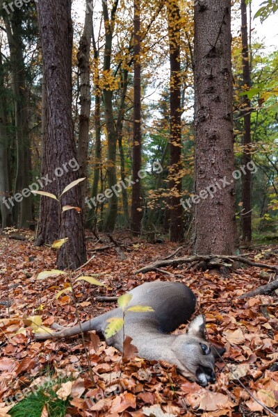 Dead Roe Deer Forest Mammal Nature