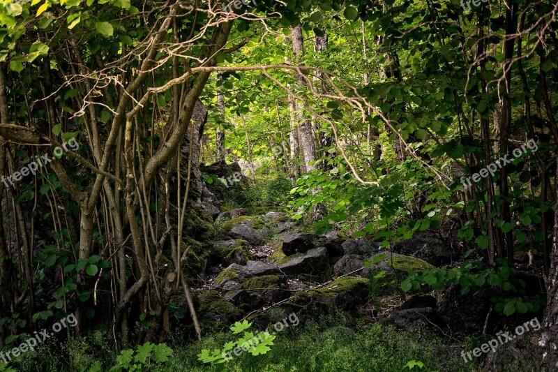 Forest Nature Marsh Tree Green