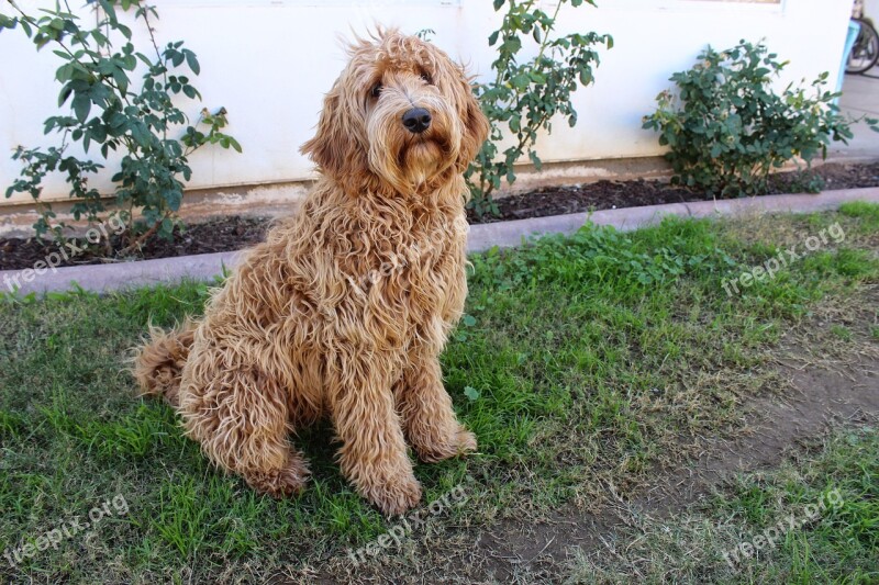 Labradoodle Lab Dog Puppy Long Hair