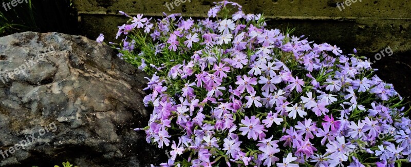 Creeping Phlox Flowers Phlox Purple Plant