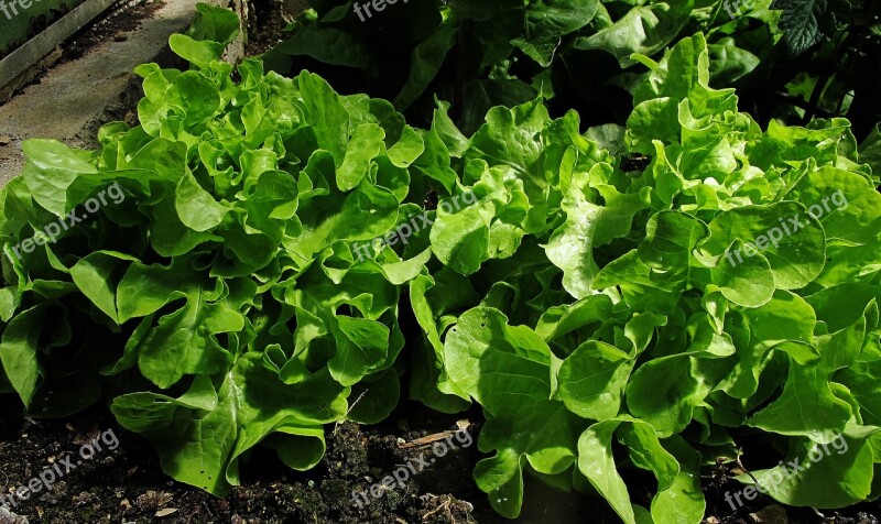 Greenhouse Salad Ready To Be Harvested Harvest Healthy