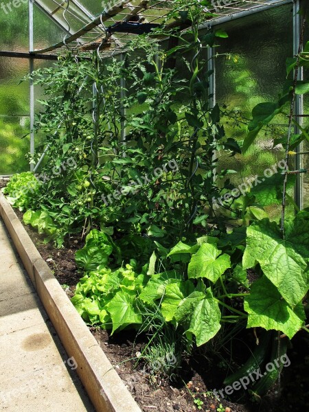 Greenhouse Salad Tomatoes Harvest Healthy