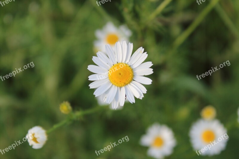 Chamomile Village Macro Daisies In A Field Free Photos