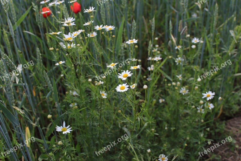 Chamomile Village Macro Field Weeds