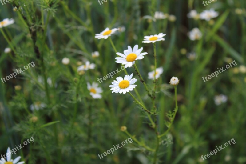 Chamomile Village Macro Field Weeds