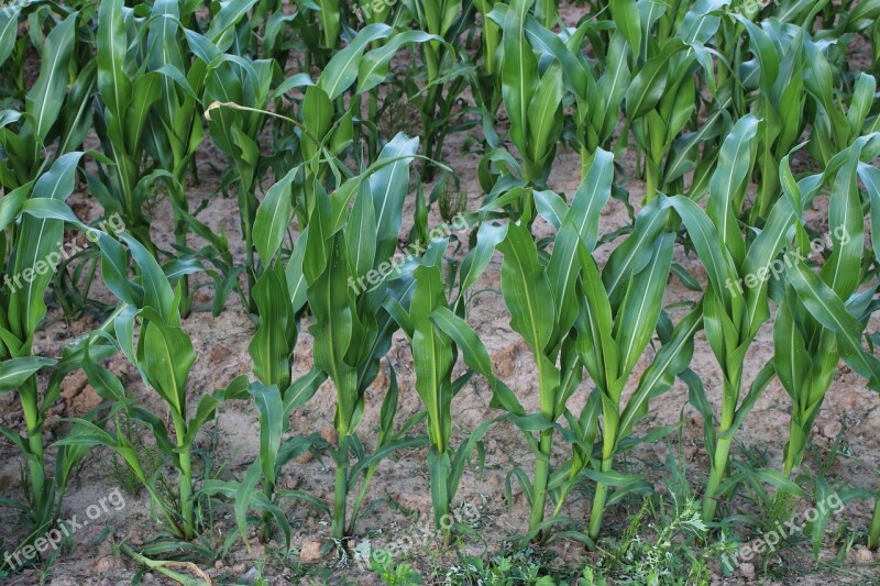 Field Corn A Field Of Corn Field Crops Free Photos