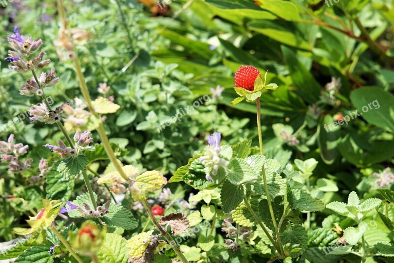 Wild Strawberry Fruit Red Summer Berry