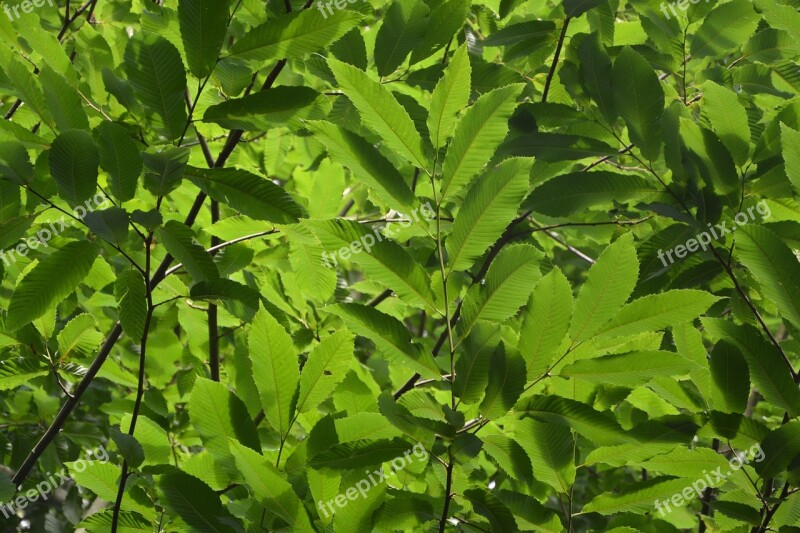 Leaves Foliage Green Nature Tree