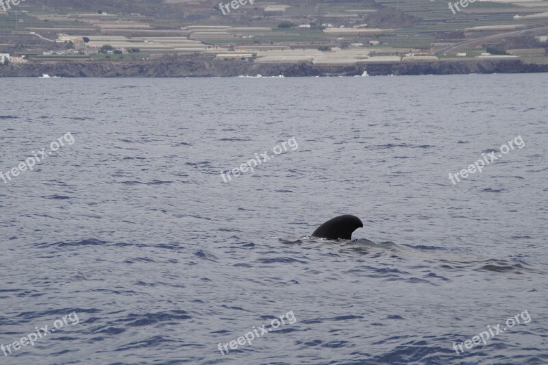 Pilot Whale Dolphin Pilotwal Sea Ocean