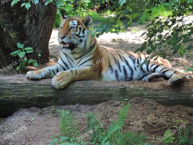 Tiger Big Cat Portrait Zoo Predator