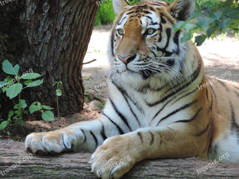 Tiger Big Cat Portrait Zoo Predator