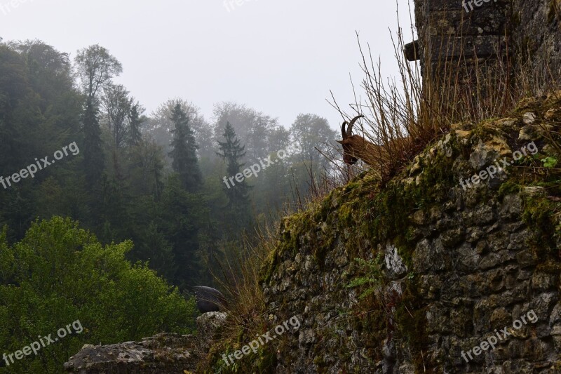 Wall Pierre Fauna Chamois Forest