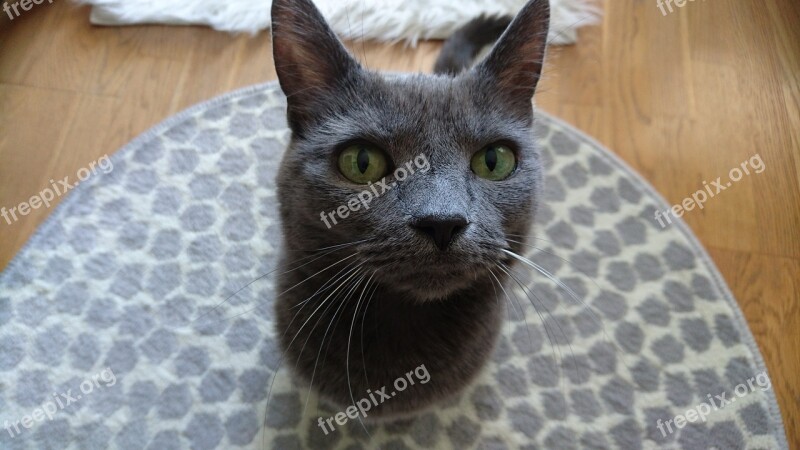 Cat Gray Cat Russan Blue Pet Feline