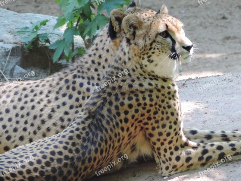 Cheetah Big Cat Africa Predator Zoo