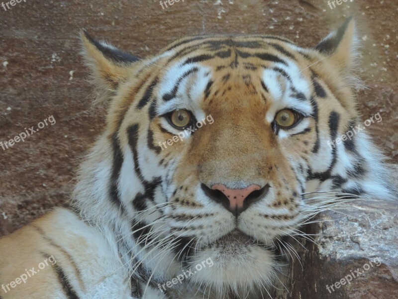 Tiger Big Cat Wildcat Portrait Zoo