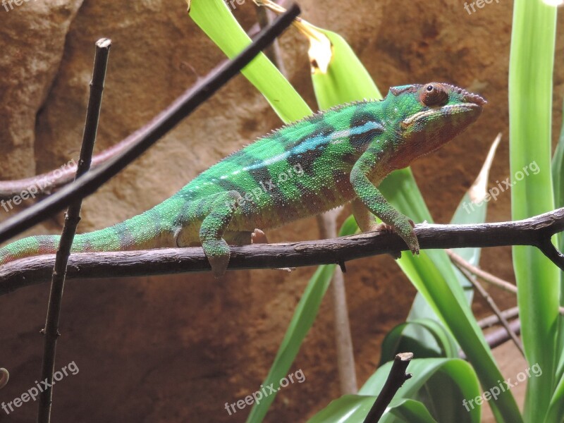 Chameleon Color Animal Zoo Reptile