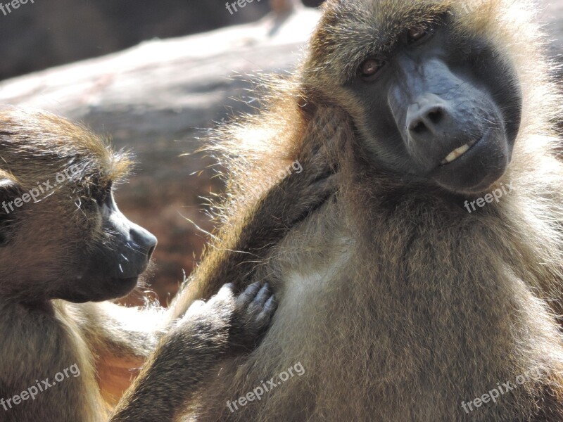 Baboon Monkey Zoo Animal Tiergarten