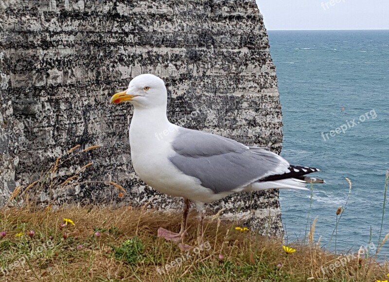 Seagull Bird Animal Coast Sea