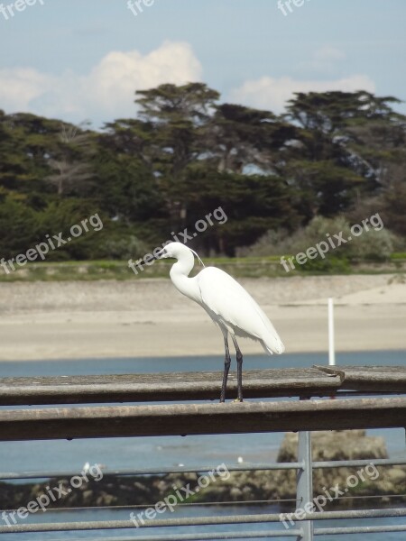 Little Egret Heron Bird Port Nature