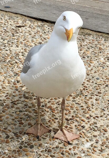 Seagull Black Headed Gull Bird Animal Close Up