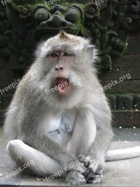 Monkey Bali Facial Expression Free Photos