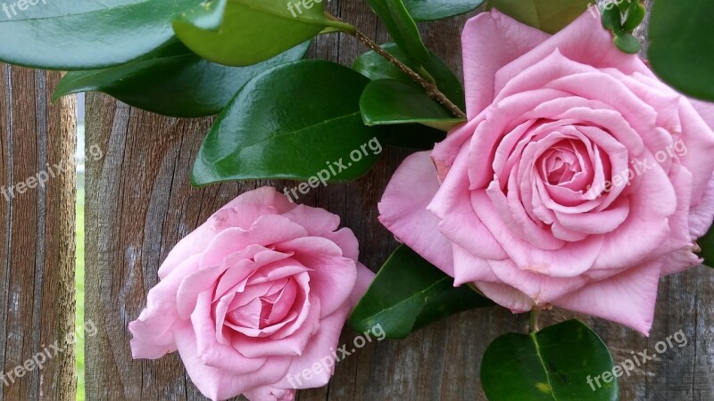 Wood Fence Background Pink Roses Blush Color Glossy Green Leaves Petals