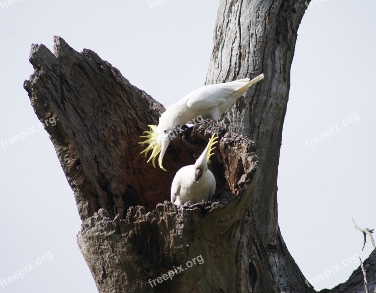 Cockatoo Parrot Native Australian Bird Free Photos