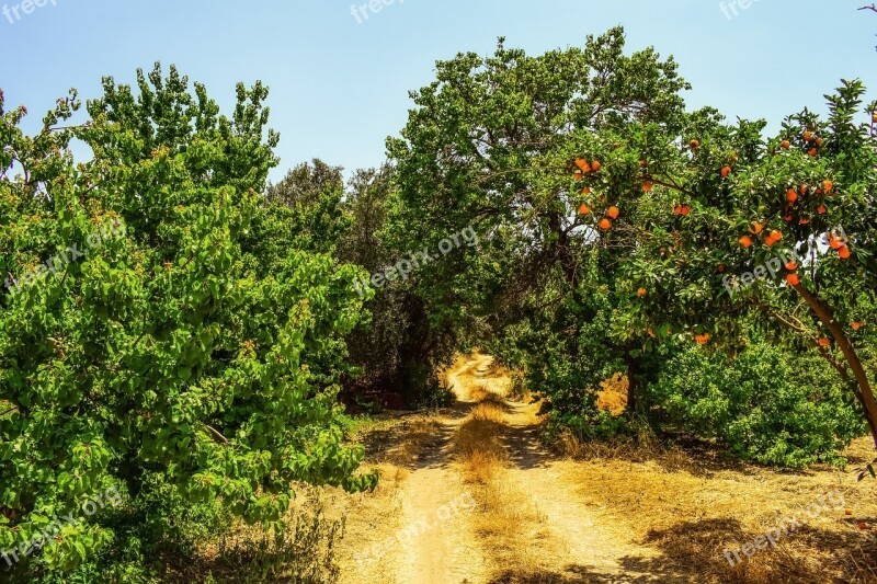 Dirt Road Trees Countryside Landscape Summer