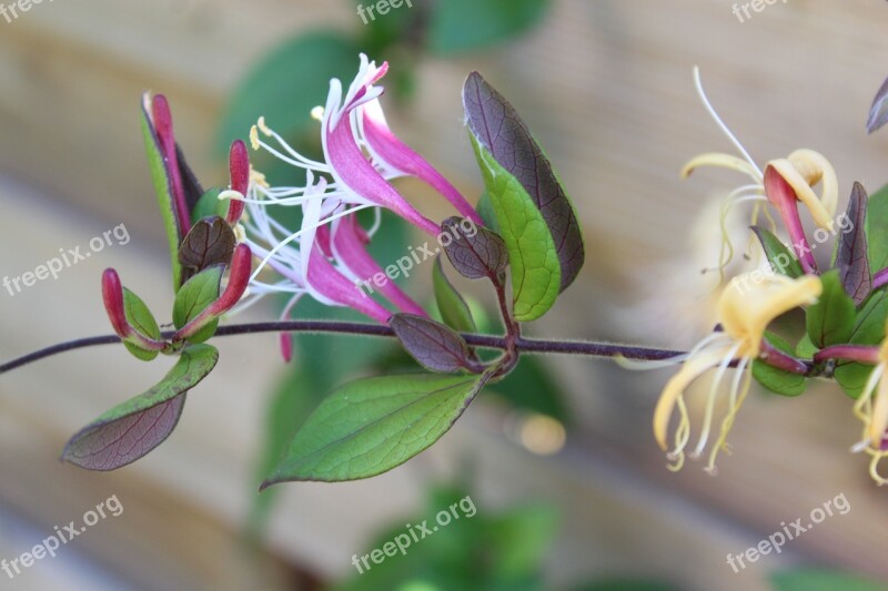 Flower Garden Nature Honeysuckle Free Photos