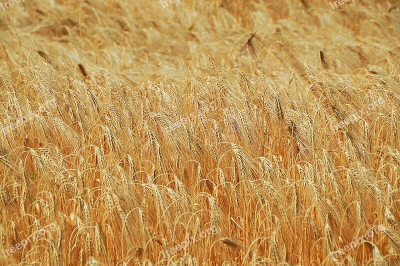 Wheat Grain Wheatfield Cereals Wheat Ear