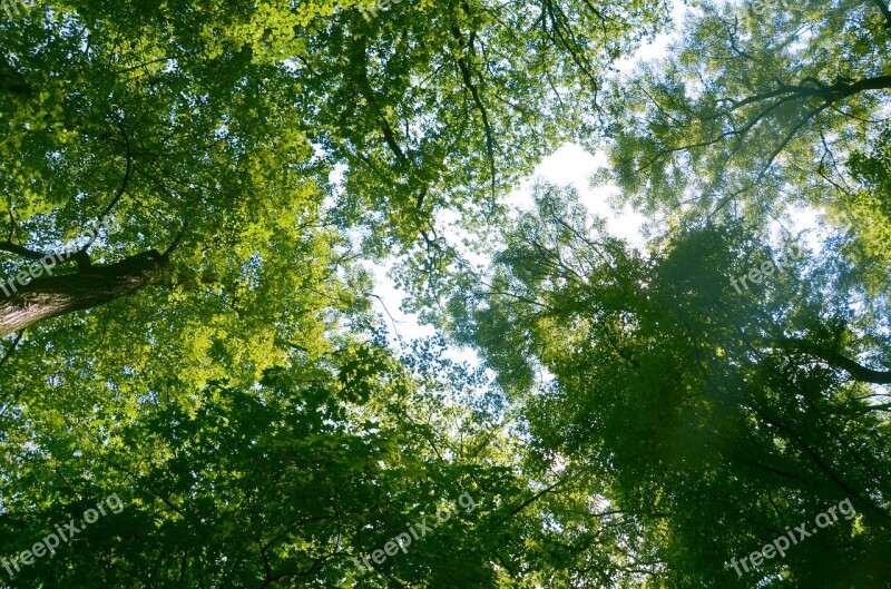 Trees Branches View Heaven Treetops