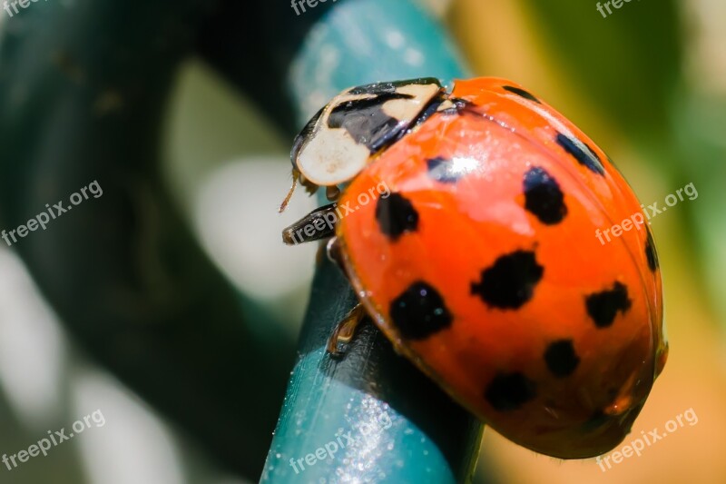 Lady Bird Ladybird Free Photos